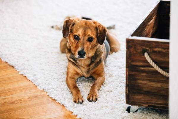 Dog laying on the carpet.