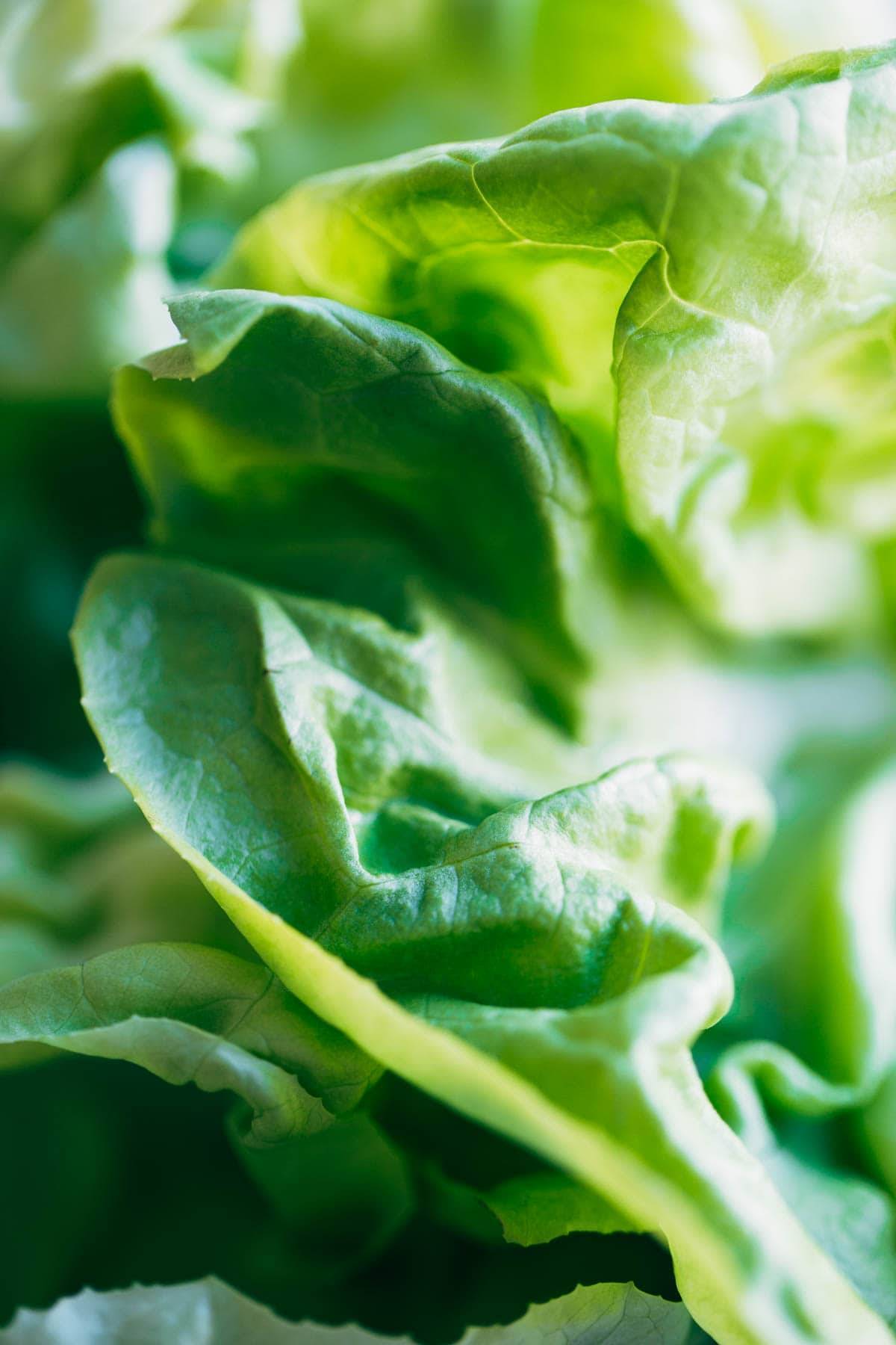 Close up lettuce.
