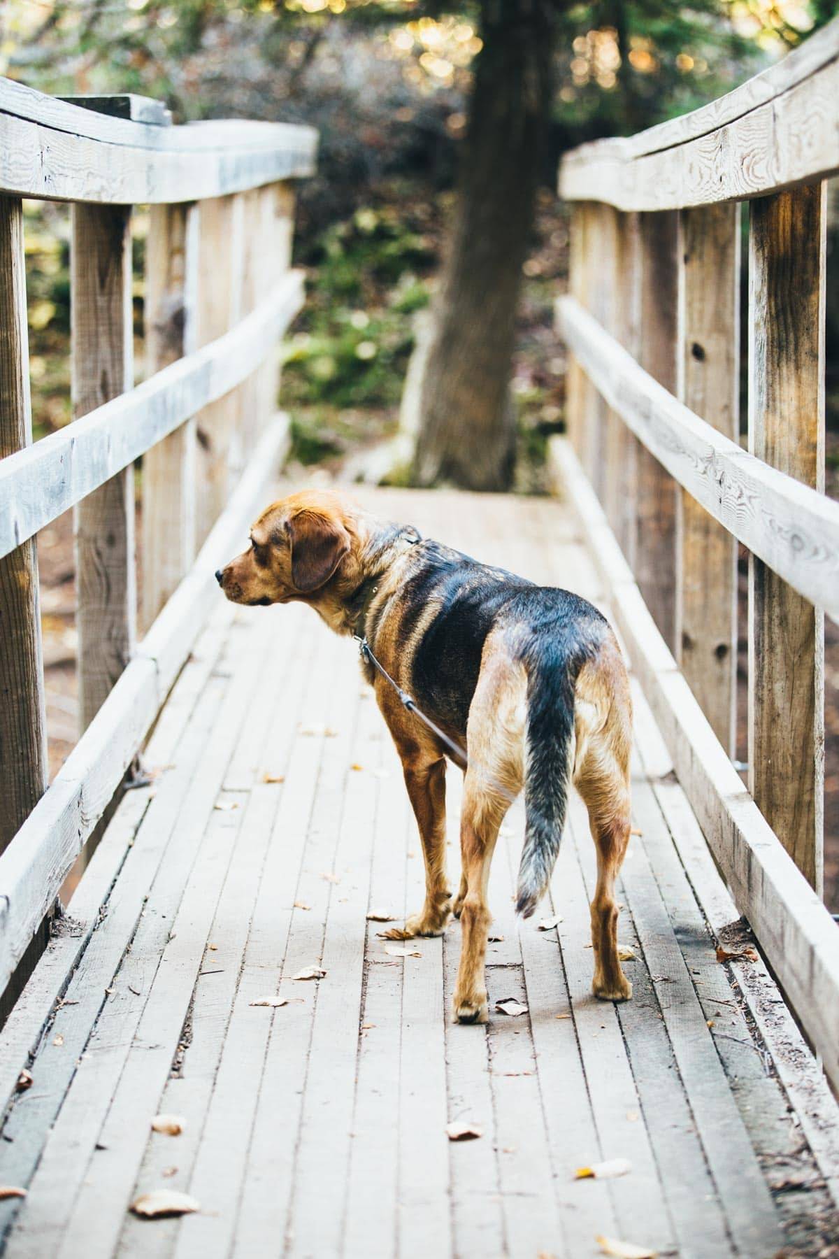 Sage on Vacation for Blog-21